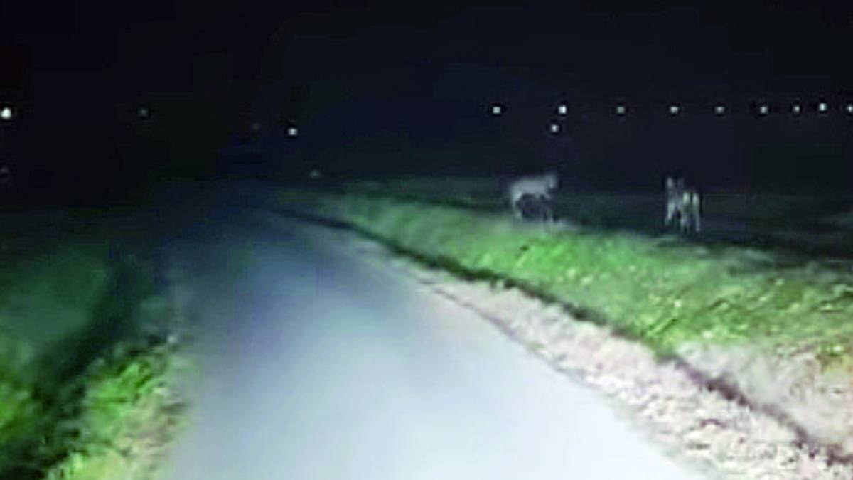Cesena, 2 lupi scesi a Calisese a non più di 300 metri dalla Secante