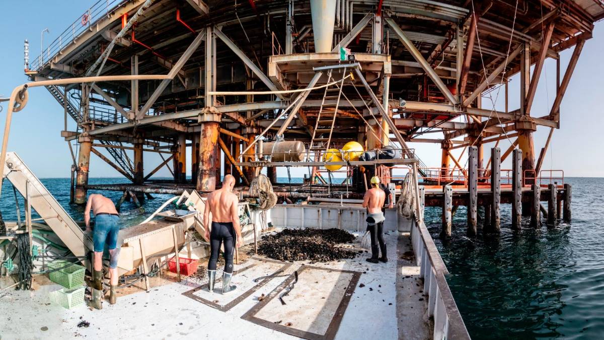 Il caldo torrido cucina le cozze in mare, morìa del 30% negli strati superficiali