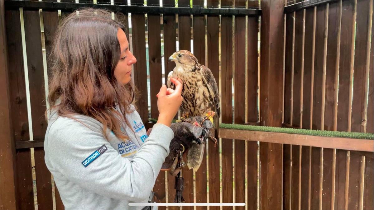 Il falco sacro Giovanna torna a volare grazie ai falconieri di Oltremare Riccione VIDEO