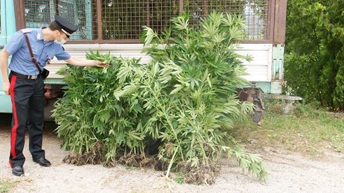 «Le piantagioni di droga a Sogliano? Servono per il mal di schiena»