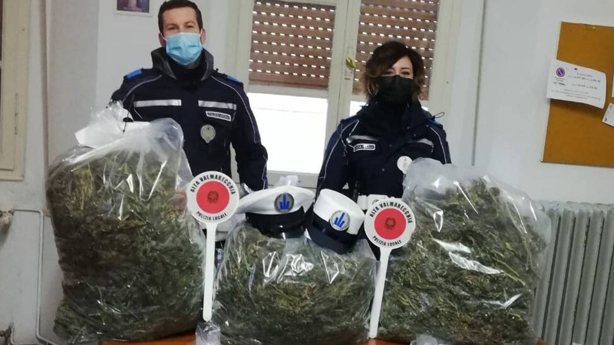 Novafeltria: Cos'è questo odore? Sequestrati 30 chili di presunta marijuana