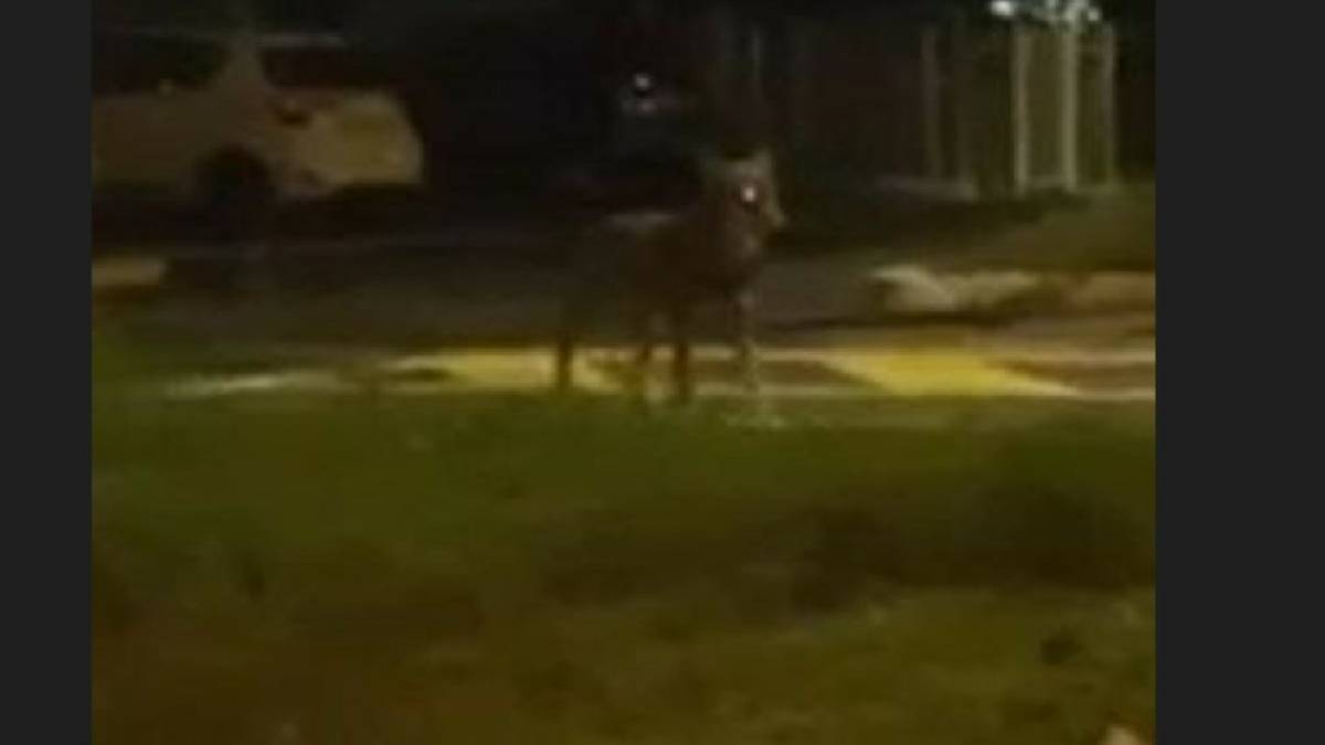 I lupi continuano a muoversi tra le zone residenziali di Cesena VIDEO
