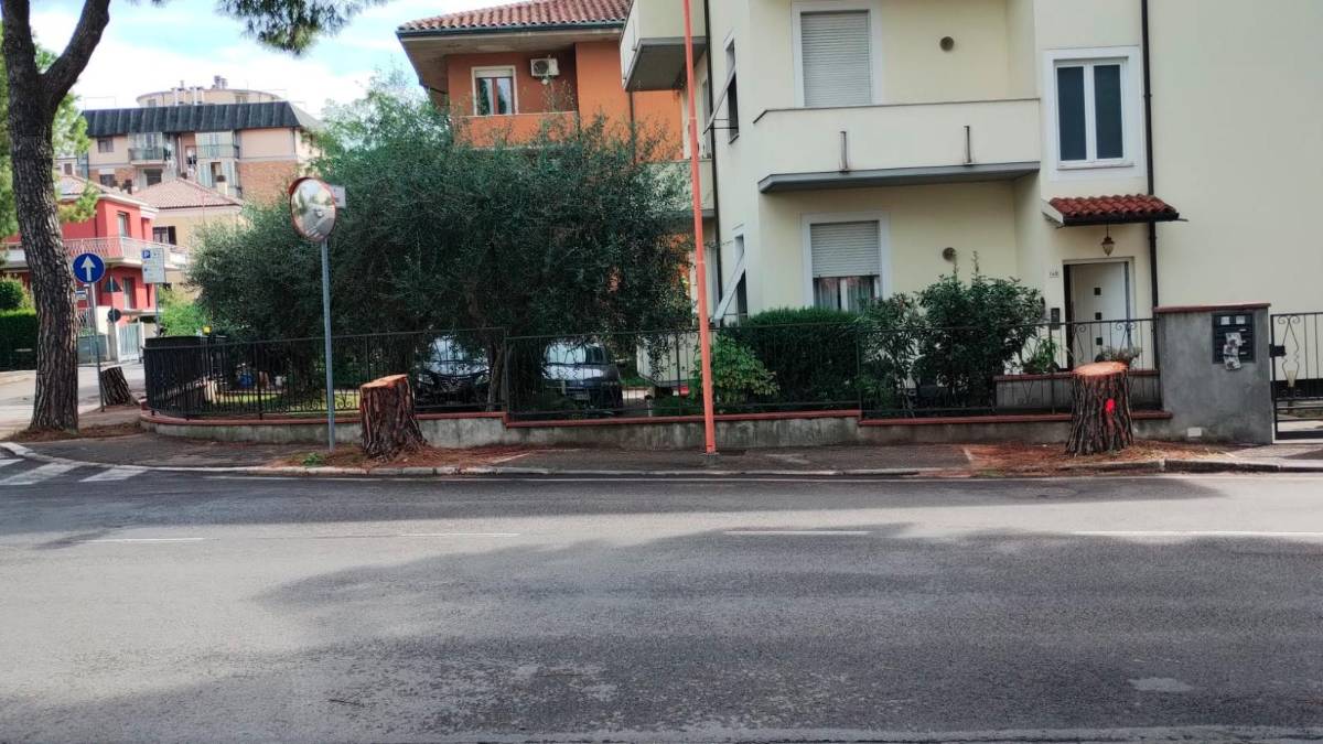 Cesena, rimasti solo due dei nove pini tra via Rasi Spinelli e via Fornaci