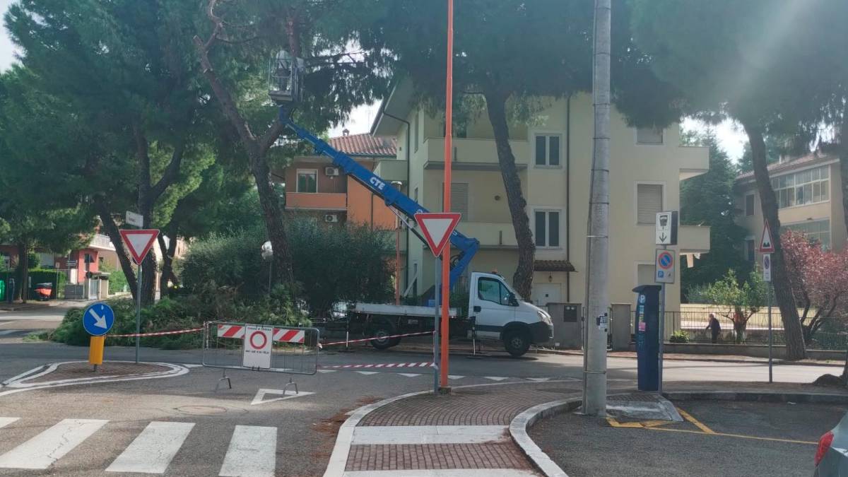 Cesena, era percolosamente inclinato: abbatuto un altro pino in via Fornaci