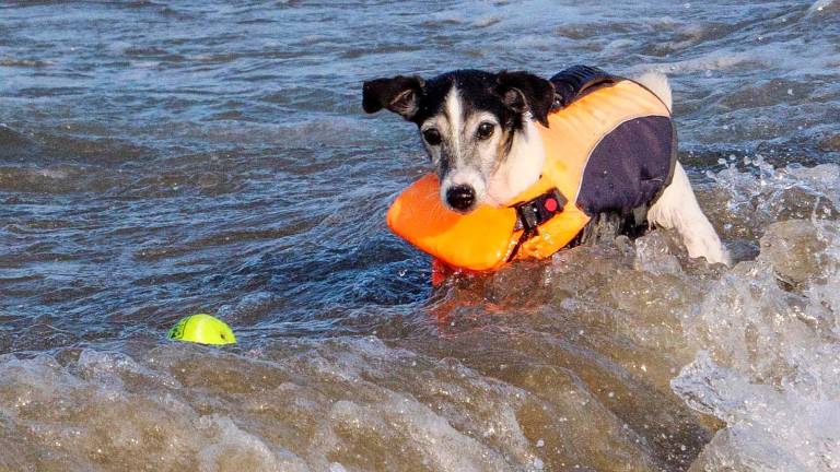 Rimini, stessa spiaggia, stesso cane: ecco gli orari per gli amici a 4 zampe