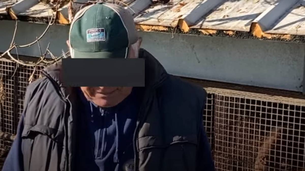 Ravenna, al lavoro in un allevamento di visoni senza mascherina