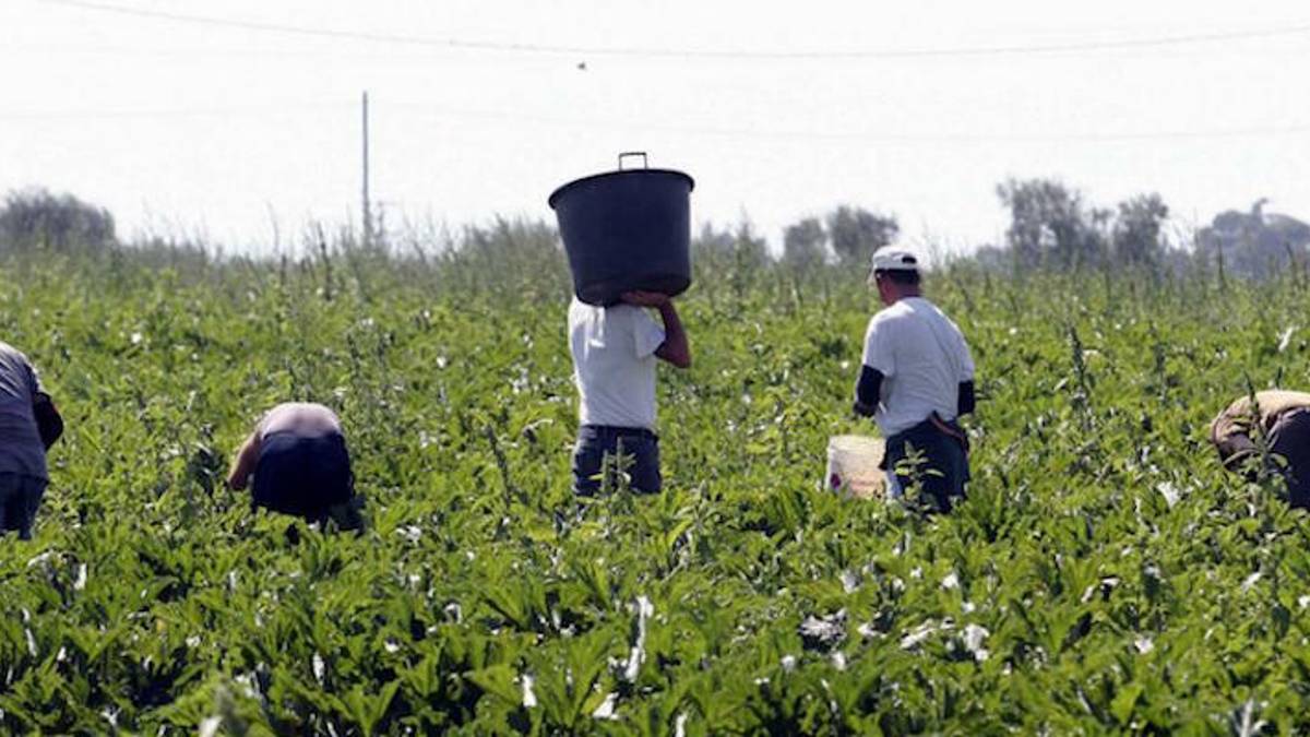Faenza, agricoltura: rete di protezione contro lo sfruttamento e il caporalato
