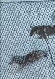 I lupi avvistati a Ducenta il 6 gennaio