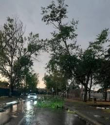 Gli alberi spezzati durante il maltempo dello scorso 15 luglio