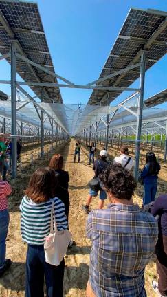 Faenza, kiwi ed energia per l’imolese iGreen System: con il nuovo modello agrivoltaico avanzato il raccolto è doppio
