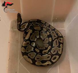 Dalle campagne di Lugo spunta un pitone reale lungo quasi un metro e mezzo