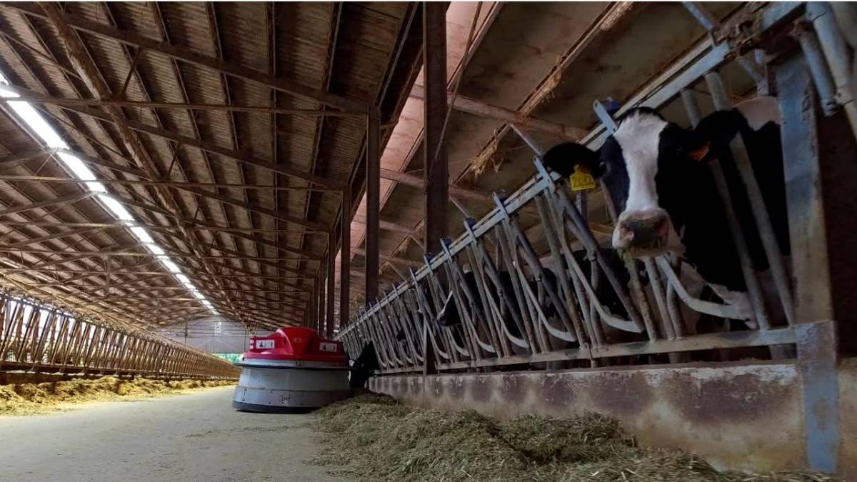 Ravenna, dai reflui delle mucche il gas per cuocere le piastrelle di ceramica