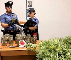 Castrocaro, il coltivatore diretto di marijuana colto sul fatto mentre lavora al campo: aveva piante di altezza fino a 2 metri