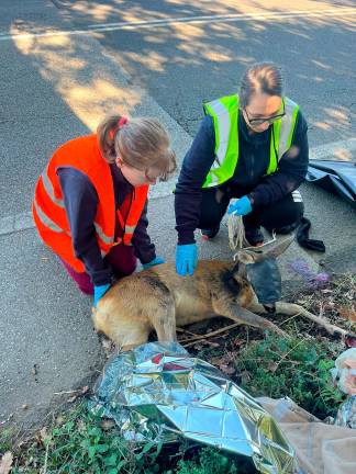 Gli splendidi volontari del Cras Rimini: 4.700 interventi di soccorso agli animali da gennaio a settembre
