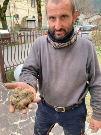 Premilcuore, trovata palla di tartufo bianco da 234 grammi