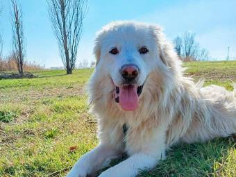 Natale al canile di Riccione