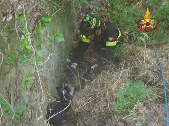 Sarsina, cagnolino precipita in un dirupo: salvato dai Vigili del Fuoco