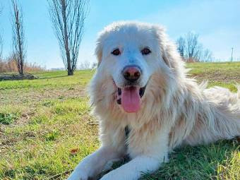 Riccione, il canile diventa un centro servizi dedicato a cani e gatti