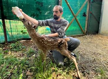 Rimini, la piccola cerva ha perso la mamma e ha trovato un rifugio amorevole al Cras