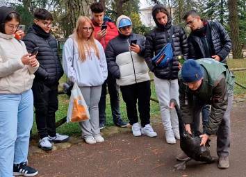 Faenza, dalla Sicilia in gita scolastica al Parco Bucci: liberato un cigno nero