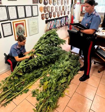 Cervia, un bosco stupefacente: sequestrate 26 piante di marijuana alte due metri e mezzo
