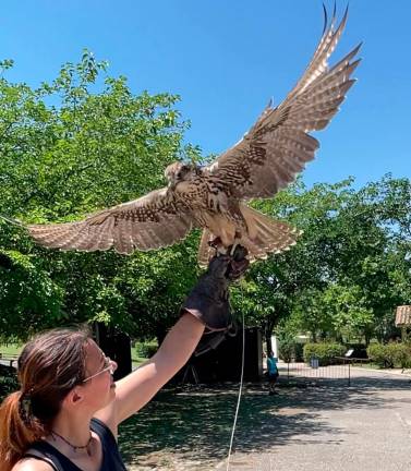 La storia del falco Giovanna: la rinascita a Oltremare Riccione