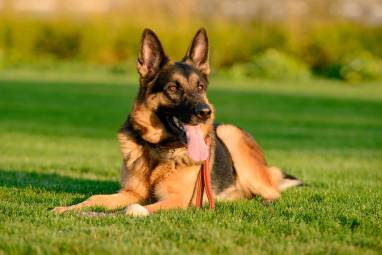 Cesena, arriva la prima edizione del Rally d’obbedienza per cani