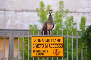 Foto Massimo Fiorentini