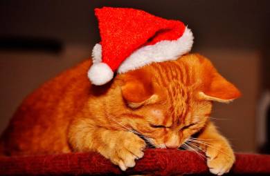 Dalla confezione regalo al rischio di un box in canile: “Per regalare un cucciolo a Natale ci vuole responsabilità”