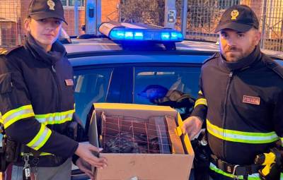 Imola, spavento in A-14, poiana contro il parabrezza di un Tir: l’autista mantiene il controllo, volatile in salvo grazie alla Polizia Stradale