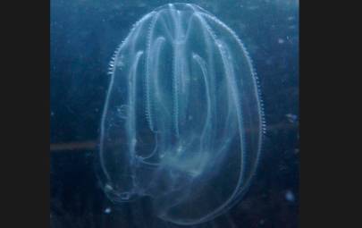 Una “noce di mare”