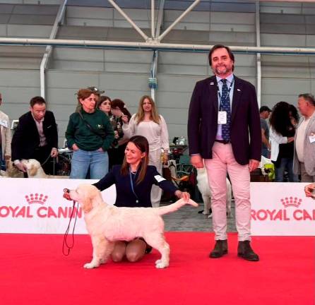 I golden retriever più belli del mondo. Da Cannuzzo all’expo