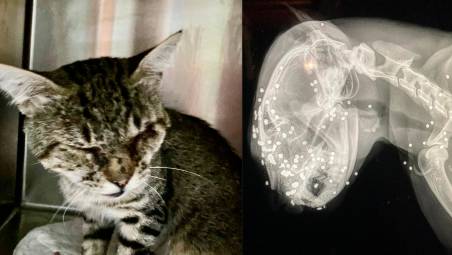 Brisighella, spara al muso a un gatto: l’Enpa sporge denuncia contro ignoti