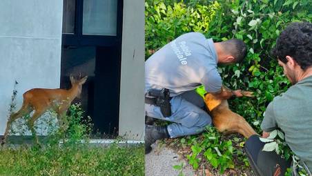 Un capriolo in pieno centro a Forlì: la Polizia Provinciale lo mette in salvo