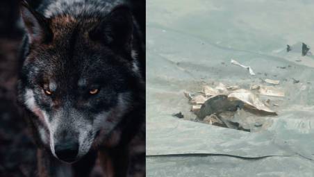 Ad Agrisfera tre lupi hanno squarciato i teloni a protezione del mais destinato alla stalla da latte biologico e al biodigestore