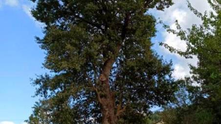 Uno dei grandi alberi di cui è previsto l’abbattimento