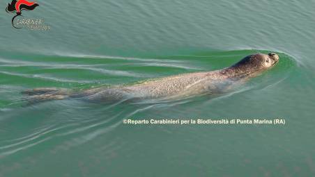 Ravenna. Avvistata una foca monaca a Punta Marina