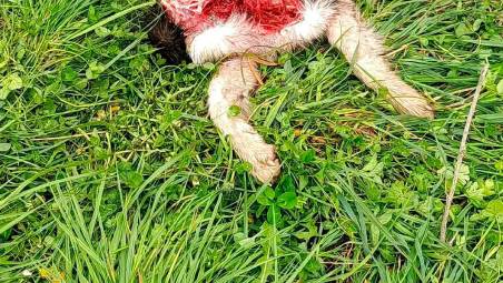 Allarme lupi nelle colline del Cesenate: nuovo attacco all’azienda Morelli, ucciso un cane da pascolo