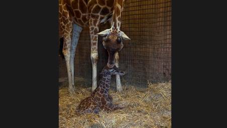 Il parto di mamma giraffa e la gioia per un nuovo cucciolo al Safari Ravenna VIDEO