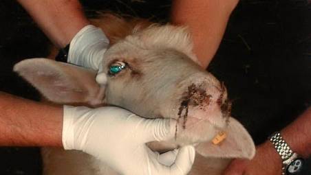 Lingua blu, focolai del virus a Coriano