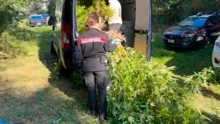 Ravenna, una piantagione di marijuana con 60 piante alte due metri costa l’arresto a zio e nipote