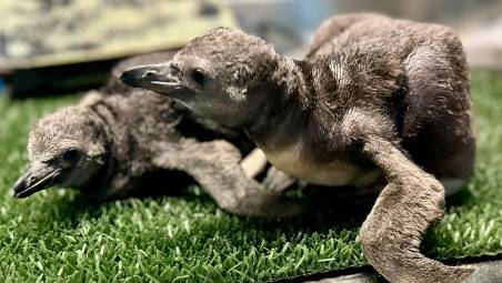 Cattolica, all’acquario sono nati due pinguini di Humboldt VIDEO