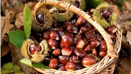 Forlimpopoli, l’Auser organizza una raccolta di castagne a Balze martedì 14 ottobre
