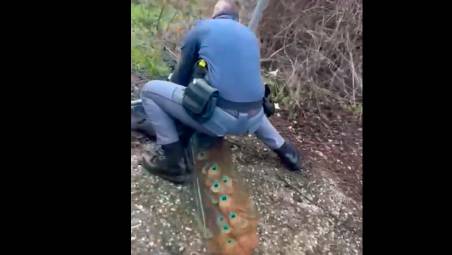 Un pavone a passeggio sulla consolare Rimini-San Marino: la Polizia lo salva VIDEO