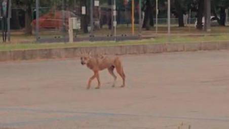 Ravenna. Avvistato un lupo in pieno centro. Il video