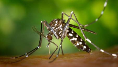 Una zanzara tigre