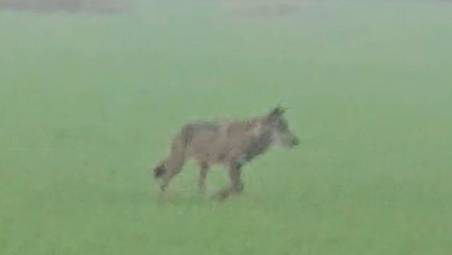 Lupi a Rimini, nuovo avvistamento a ridosso della via Emilia VIDEO