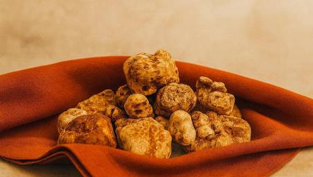 Bagnacavallo, giornate dedicate alla valorizzazione del tartufo bianco