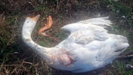 Forlì, lupi in agriturismo a San Martino Villafranca