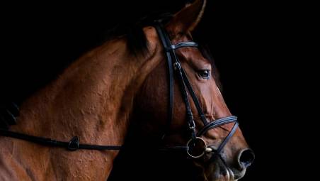 Doping a un cavallo prima di una gara equestre a San Giovanni in Marignano: istruttore nei guai